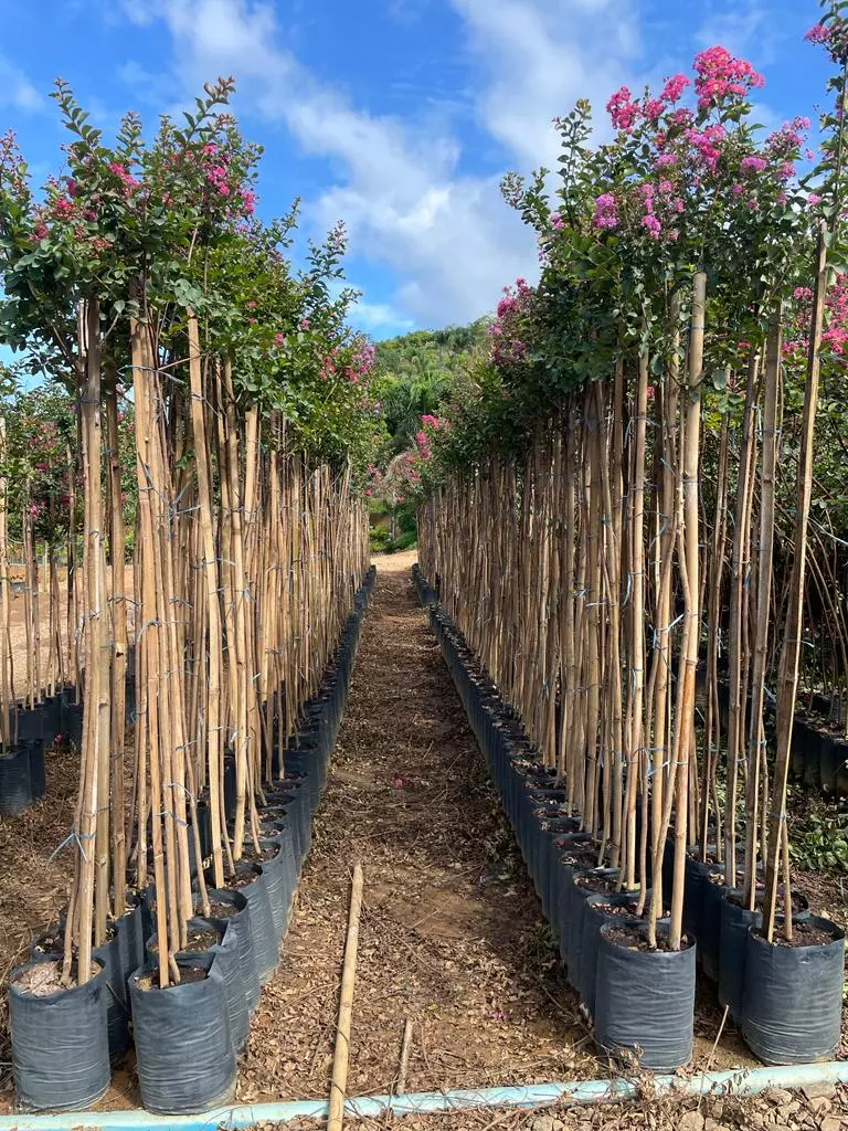 Imagem Segundaria do Produto